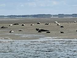 Quelle: Ekki Dreizler, ESB Robben am Strand von Sylt