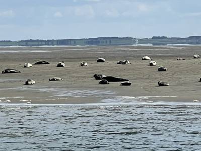 Robben am Strand von Sylt